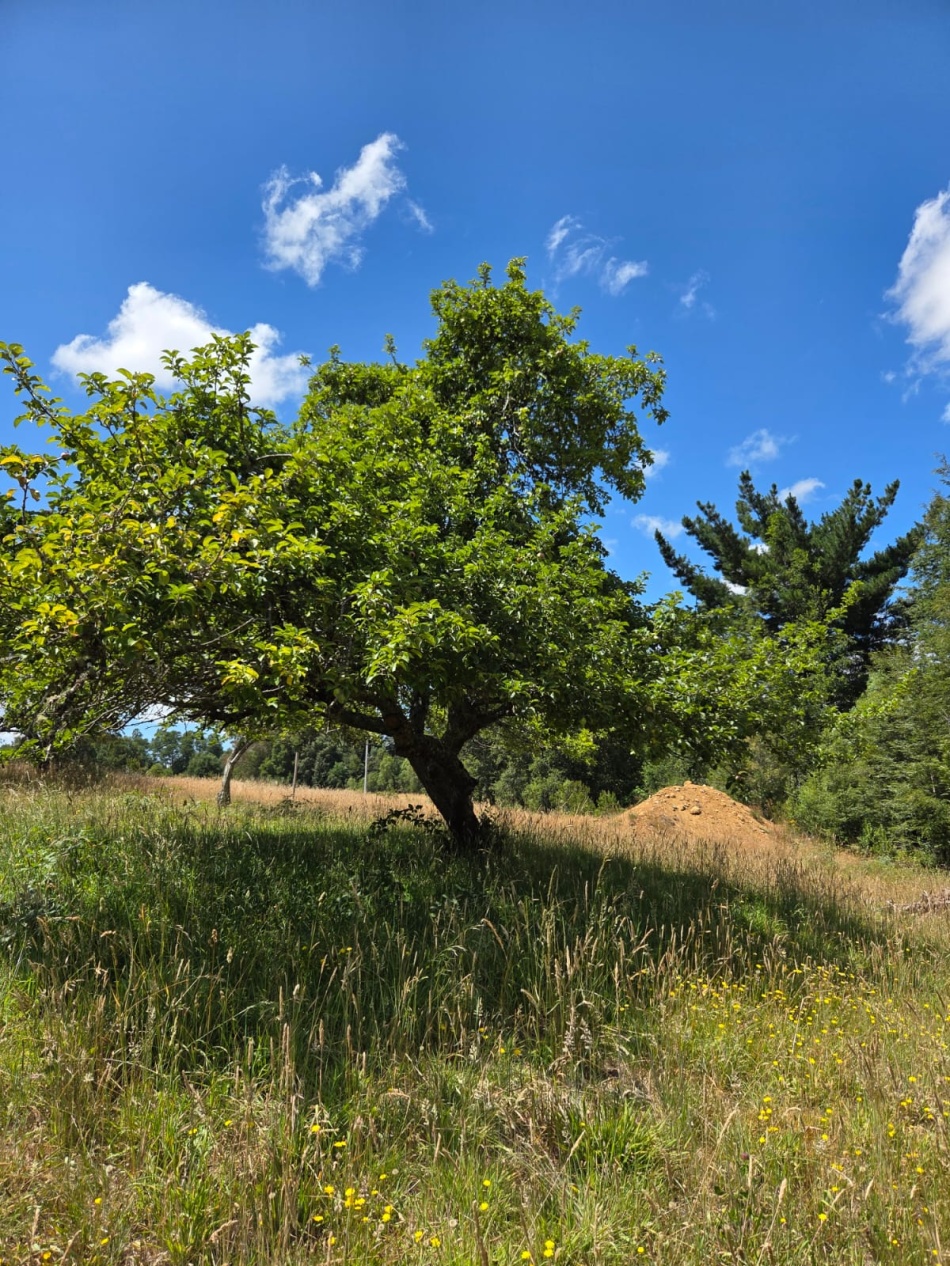 VENTA - Parcela Sector Colga 5.000 m2 - A 15 minutos de Villarrica - Con vertiente natural.